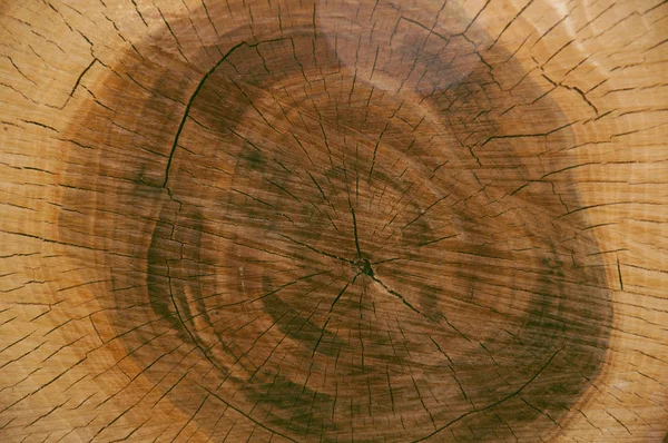 木の幹、テクスチャをカットします。 — ストック写真