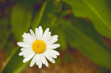Papatya yeşil bir alanda