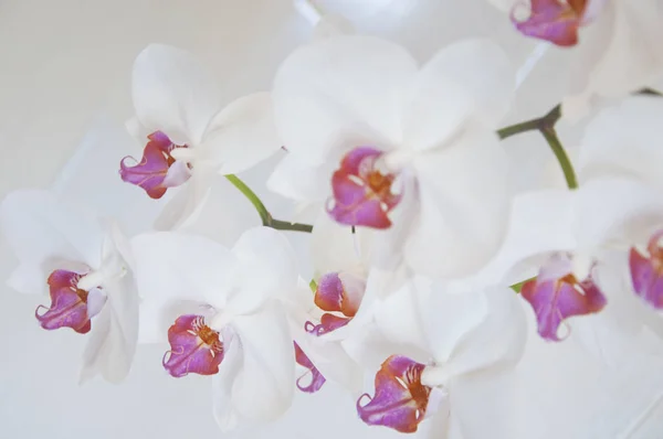 Orquídea sobre un fondo blanco — Foto de Stock