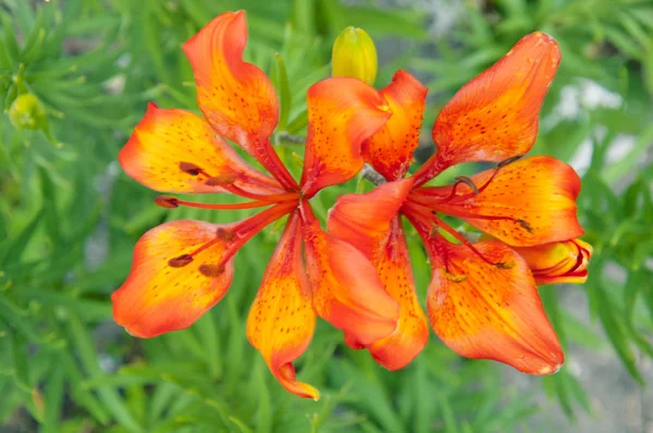 Оранжевые цветы в саду — стоковое фото