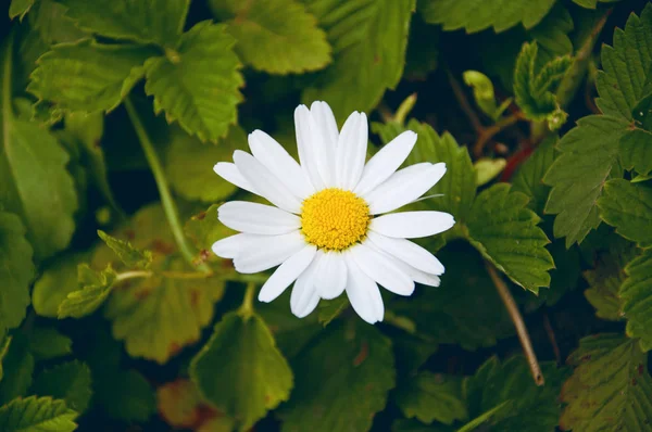 Uma flor branca no jardim — Fotografia de Stock