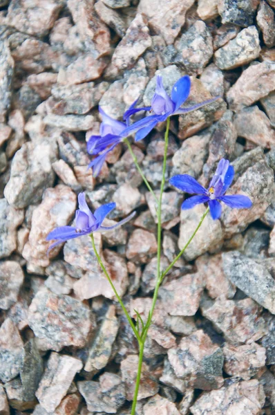 Голубой цветок среди камней — стоковое фото