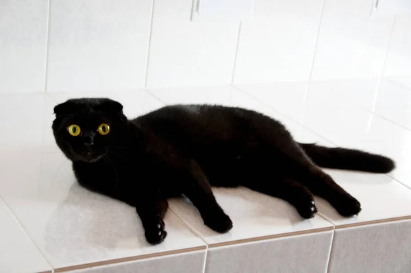 Un gatto nero con gli occhi grandi — Foto Stock