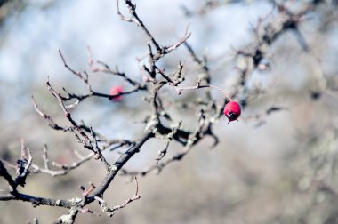 yaprakları olmadan ağacının dalını,