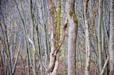 bir sürü ağaç ormandaki güzel görünüm