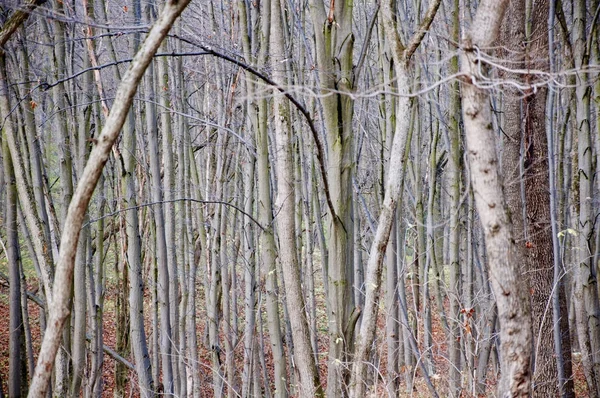 たくさんの森の素敵な景色の木 — ストック写真