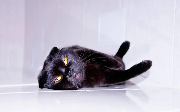 Black lop-eared cat with yellow eyes — Stock Photo, Image