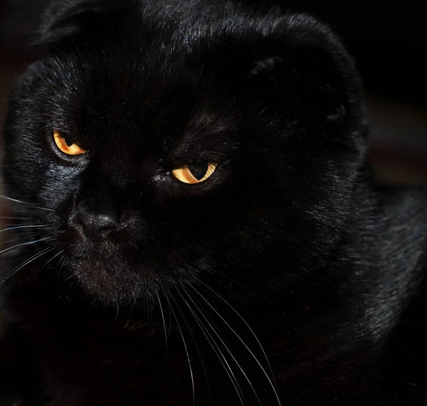 Eine schwarze Katze mit den gelben Augen — Stockfoto