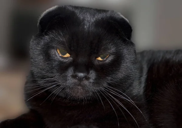 Schwarze schottische Schlappohr-Katze — Stockfoto