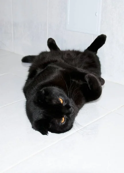 A cat asleep on the stove — Stock Photo, Image