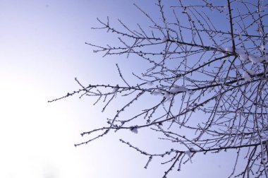 Karla kaplı dallar,