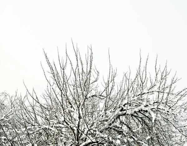 Branches covered with snow, — Stock Photo, Image
