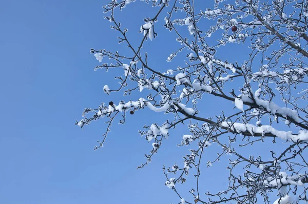 Branches couvertes de neige — Photo