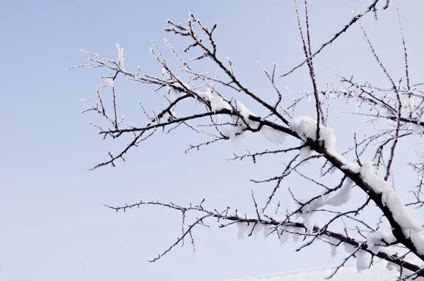 Branches couvertes de neige, — Photo