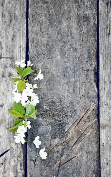 Floración en las ramas, una foto de la naturaleza en retro —  Fotos de Stock