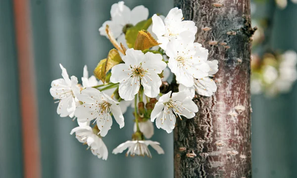 The beginning of spring, the trees are blooming — Stock Photo, Image