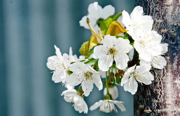 The beginning of spring, the trees are blooming — Stock Photo, Image