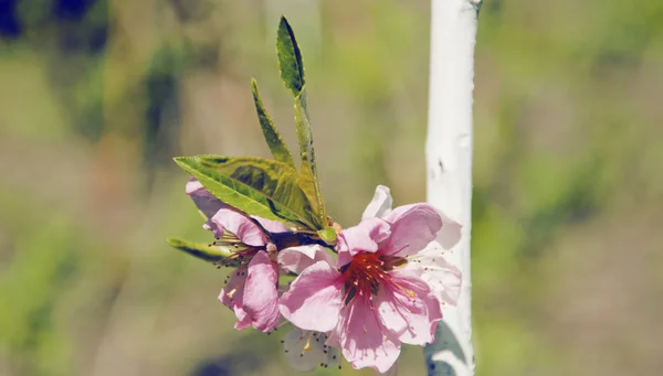 Початок весни, дерева цвітуть — стокове фото