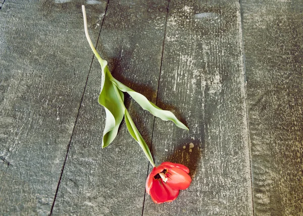 Tulipan na tle — Zdjęcie stockowe