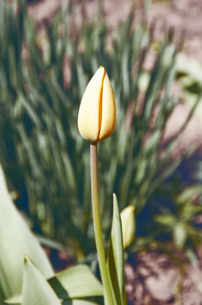 Tulipán en un jardín pintoresco, naturaleza —  Fotos de Stock