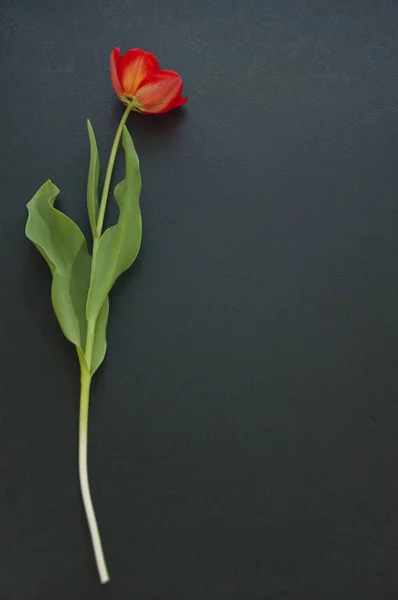 Red tulip on a black background — Stock Photo, Image