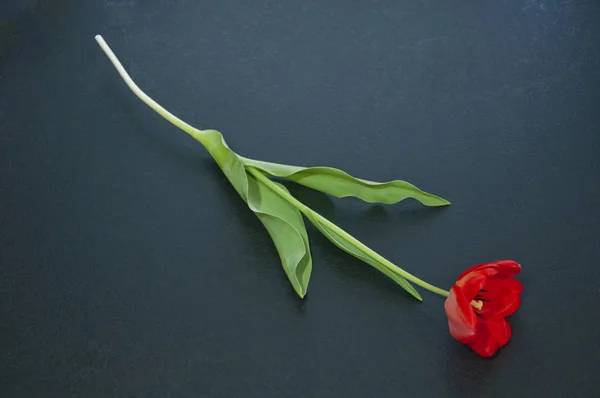 Red tulip on a black background — Stock Photo, Image