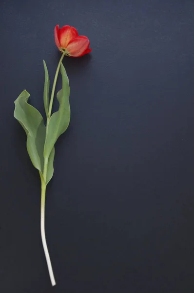 Rode tulp op een zwarte achtergrond — Stockfoto