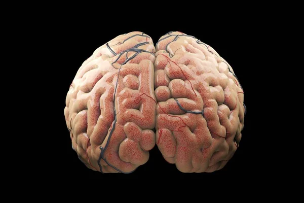 Close Realistic Brain Concept Sobre Fondo Negro Renderizado — Foto de Stock