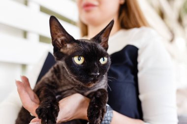 Doğulu kara safkan kedi bir kızın elinde oturuyor.