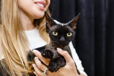 Doğulu kara safkan kedi bir kızın elinde oturuyor.