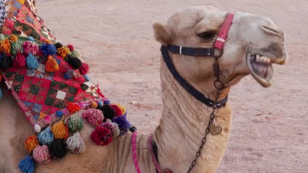 Camel Chew Portrait Chewing Animal Head Big Teeth Sand Desert — Stock Video