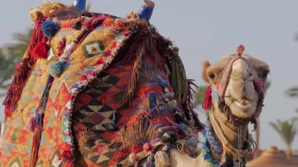 Kamelen Tittar Kameran Och Tuggar Fullt Ansikte Porträtt Tuggdjur Som — Stockvideo