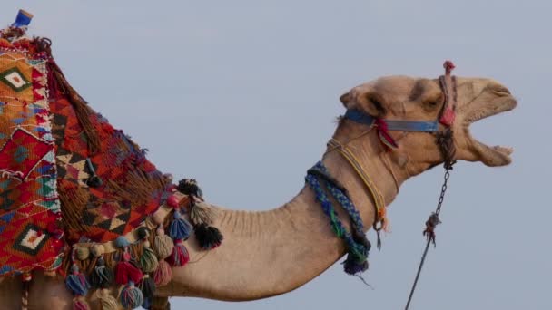 卡梅尔打呵欠 蓝天背景下的打呵欠和咀嚼骆驼的肖像 可能是动物尖叫时使用的 — 图库视频影像