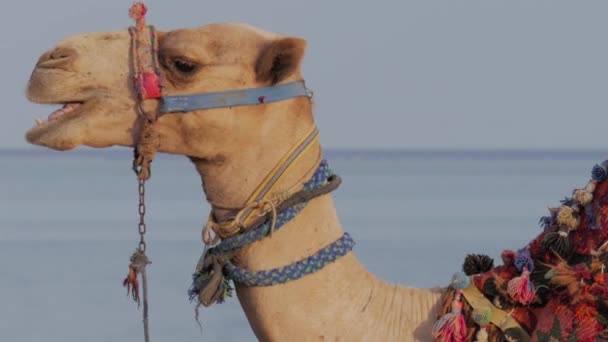 Mastigar Camelo Retrato Mastigar Animal Fundo Azul Céu Mar — Vídeo de Stock