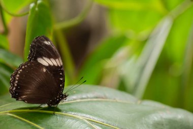 kopyalama alanı olan siyah kelebek