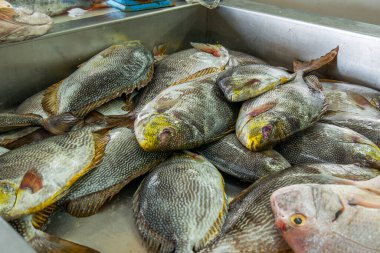 Pazarda taze balık