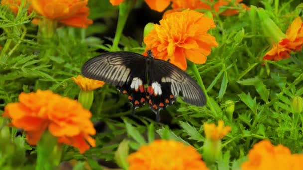 Πεταλούδα Λουλούδι Μαύρη Πεταλούδα Κάθεται Ένα Πορτοκαλί Λουλούδι Στον Καταπράσινο — Αρχείο Βίντεο