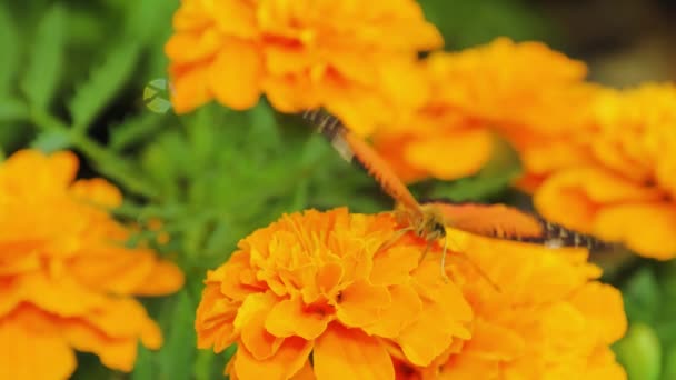 Sommerfugl Blomst Vakker Svart Oransje Sommerfugl Sitter Den Oransje Blomsten – stockvideo