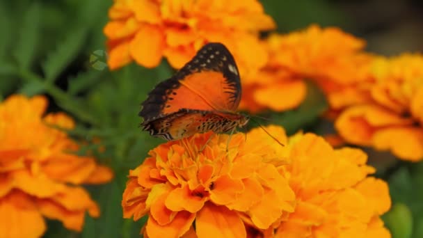 蝴蝶在花朵上飞舞 在迪拜蝴蝶花园 橙色蝴蝶用舌头吸着花蜜喝水 — 图库视频影像