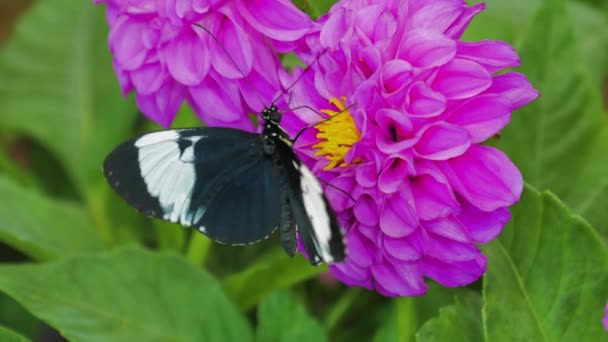 Schwarzer Schmetterling Auf Einer Blume Schwarzer Schmetterling Sitzt Auf Einer — Stockvideo