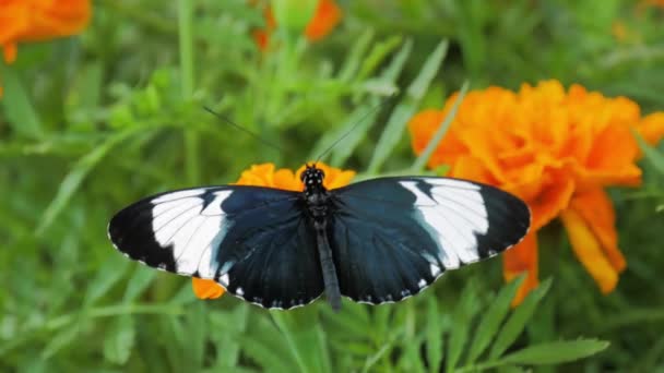 Motýl Kytce Černobílý Motýl Sedí Oranžovém Květu Dubai Butterfly Garden — Stock video