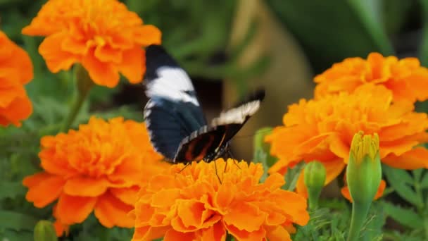 Motýl Pije Nektar Černý Motýl Sedí Oranžovém Květu Dubai Butterfly — Stock video