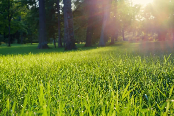 Sunny day in the Park outdoors. Green grass and sun rays. Stock Picture