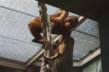 Orangutan, kafese girdi.