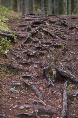 Ormandaki Ağaç kökleri. Vahşi orman, garip ağaçlar, kökleri ve yosunlu kayalar. Ekoloji, doğa kavramı. Dikey fotoğraf