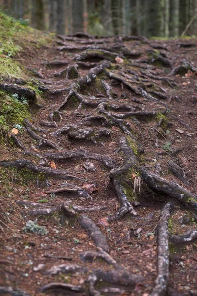 Ormandaki Ağaç kökleri. Vahşi orman, garip ağaçlar, kökleri ve yosunlu kayalar. Ekoloji, doğa kavramı. Dikey fotoğraf