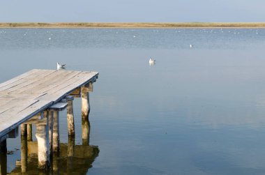 Tuzlu limans bir iskele ve martılar