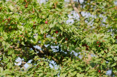 Kiraz eriği olgun ve sulu meyve 2