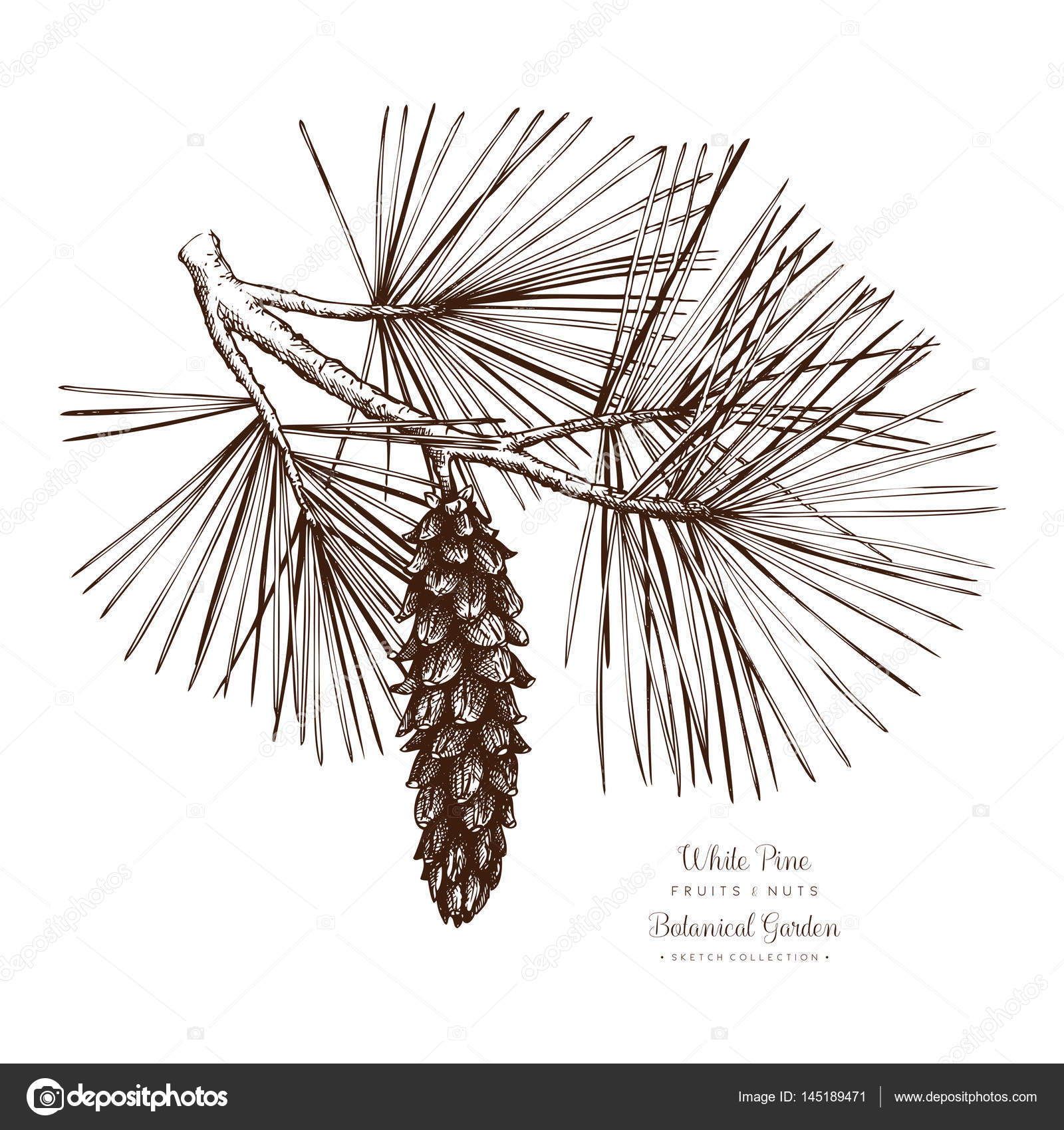 leather Excellent witness White Pine botanical illustration. Stock Vector Image by ©geraria #145189471 leather Excellent witness White Pine botanical illustration. Stock Vector Image by ©geraria #145189471
