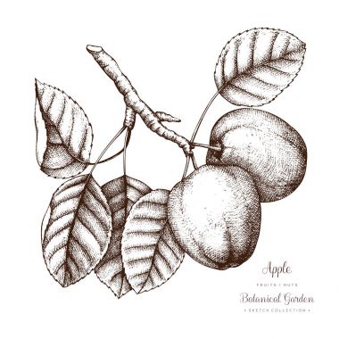 Apple botanik illüstrasyon. 